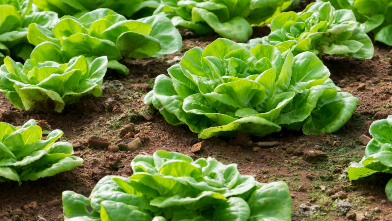 Business Tools for Farmers - Open Food Network Canada