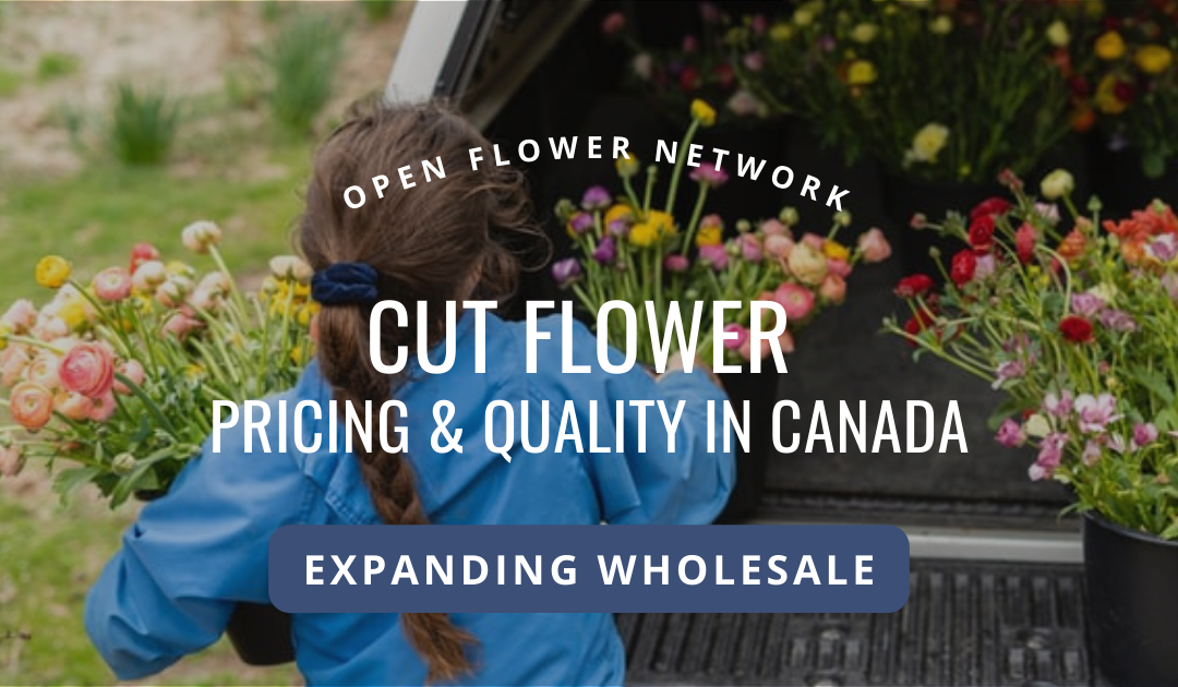 Cut Flower Pricing and Quality for Wholesale in Canada