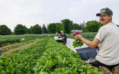 Community Supported Agriculture in Canada: Connecting Farmers and Communities
