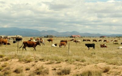 Introducing The Grazing Lands Carbon Data Initiative